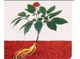 CAPSULA FLORA SEX  60 UND. GINSENG,CATUABA, VIT