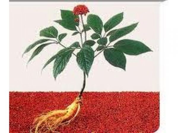 CAPSULA FLORA SEX  60 UND. GINSENG,CATUABA, VIT